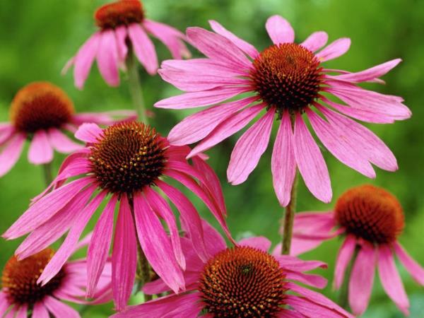 Echinacea roślina fioletowe kwiaty