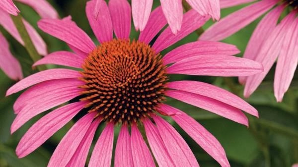 Echinacea purpurea zdrowa roślina