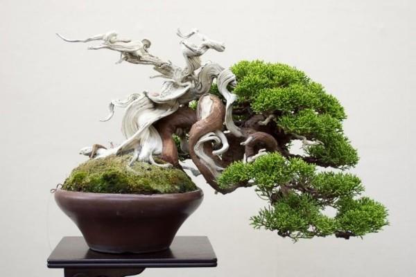 rzeźbiarz i drzewko bonsai