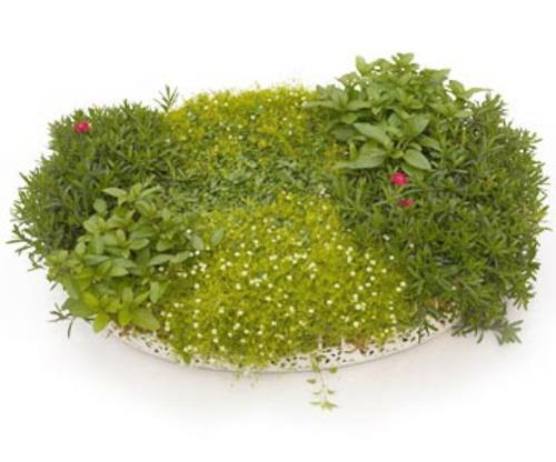 créer un mini jardin avec des herbes fraîches