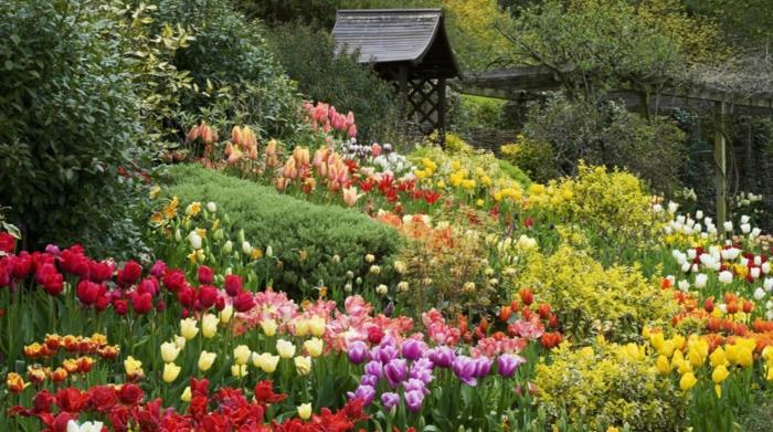 angielski ogród tulipany w monachium