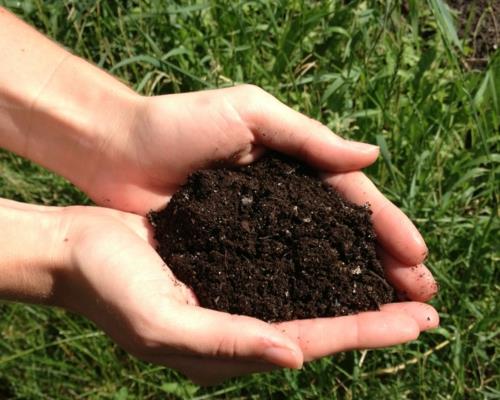 udany projekt ogrodu czerwony typ rośliny wilgotna gleba