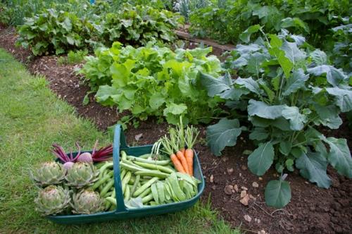 conception de jardin réussie type rouge de plantes légumes herbes