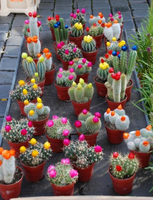 conception-de-jardin-réussie-plante-rouge-type-cactus