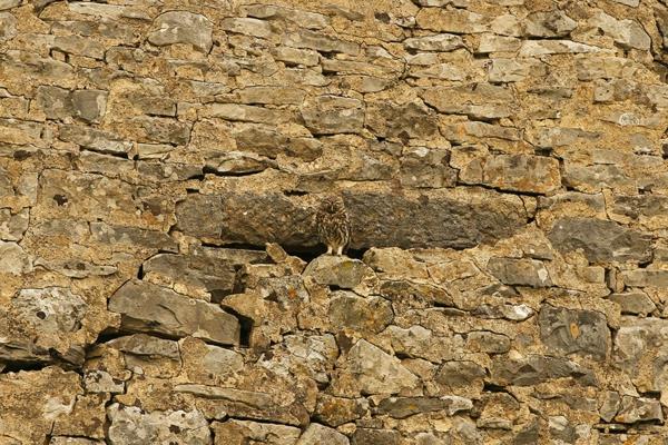 hiboux camouflage pierres environnantes
