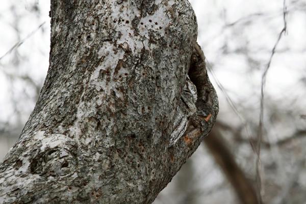 Tige d'arbre méconnaissable de hiboux
