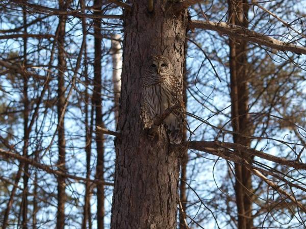 Hibou arbre incroyablement caché