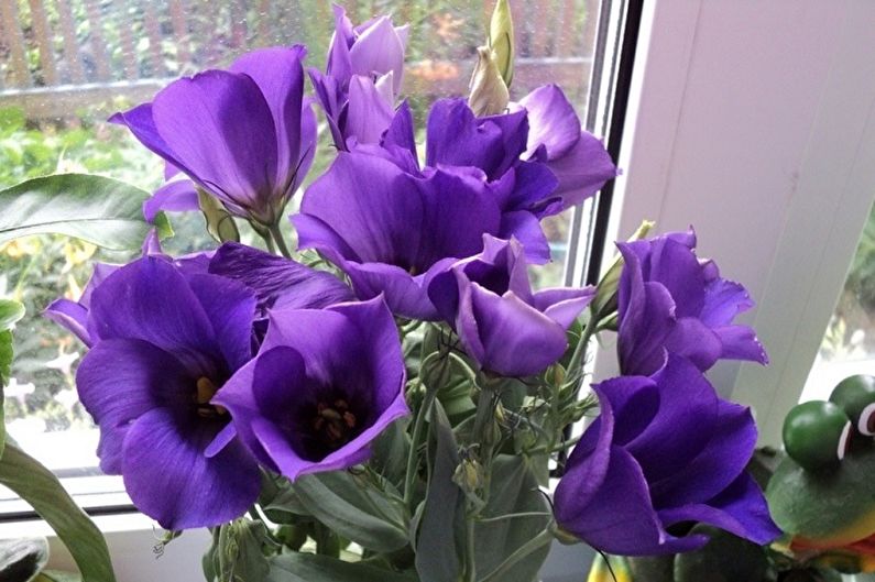 Eustoma (lisianthus) - Foto