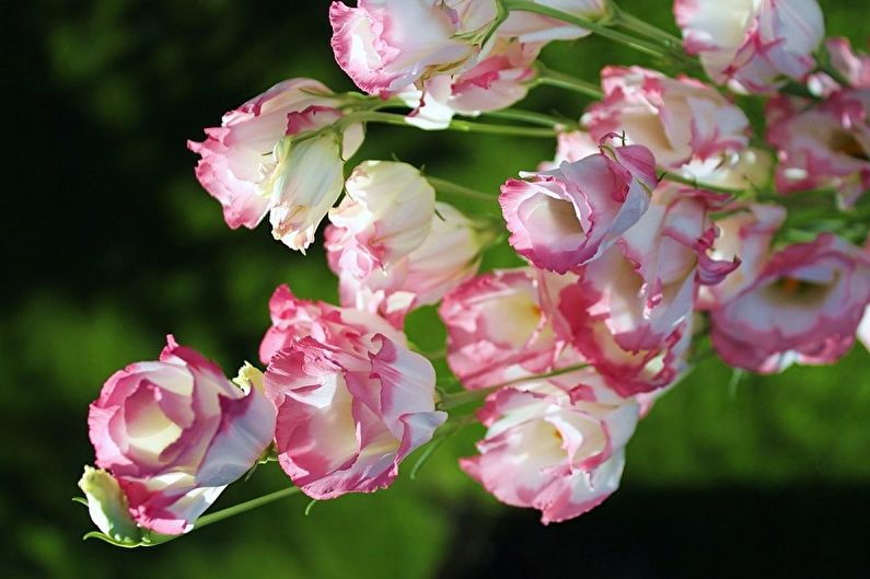 Eustoma (lisianthus) - Foto