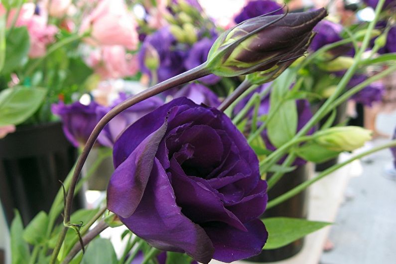 Eustoma (lisianthus) - Foto