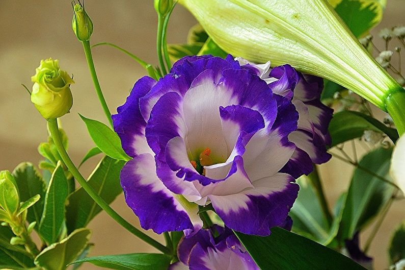 Eustoma (lisianthus) - Foto