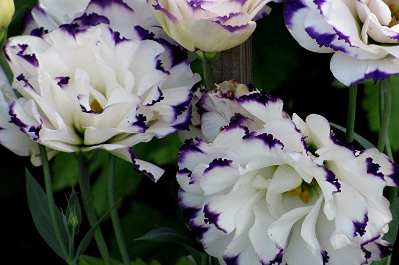 Eustoma (lisianthus) - Foto