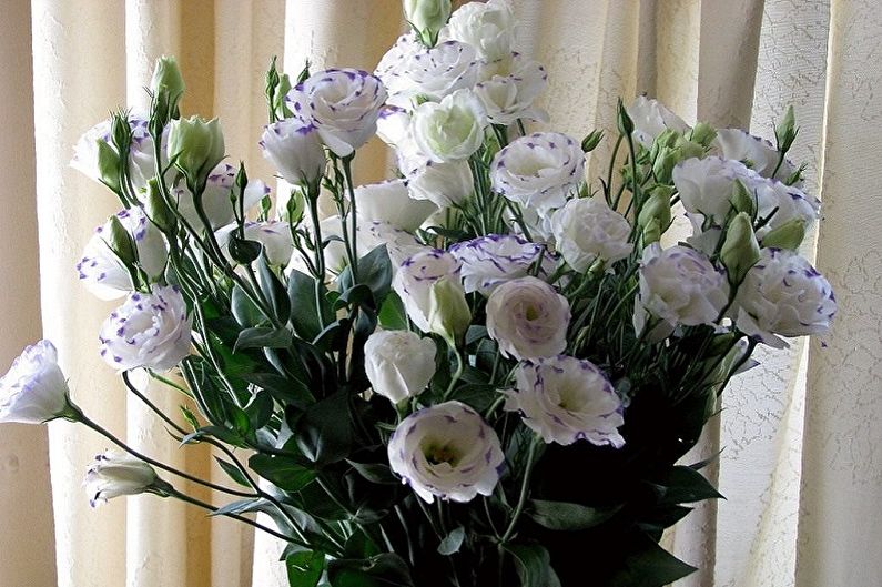 Eustoma (lisianthus) - Foto