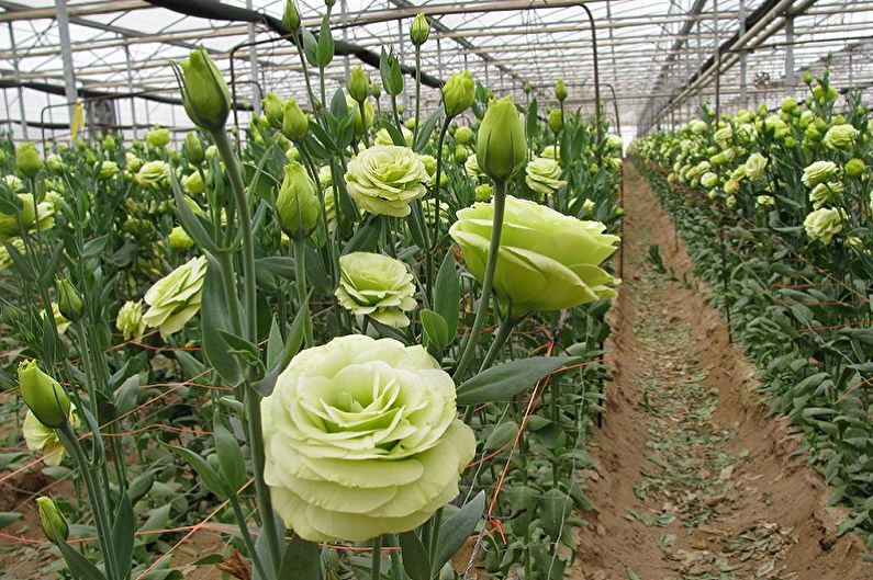 Eustoma (lisianthus) - Foto