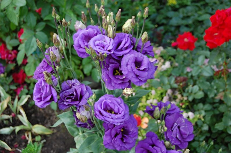 Eustoma (lisianthus) - Foto