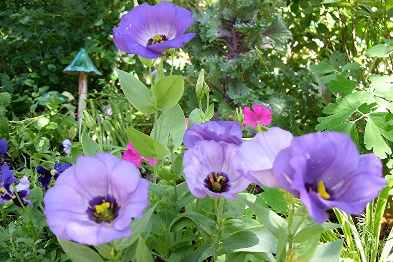 Eustoma (lisianthus) - Allgemeine Eigenschaften