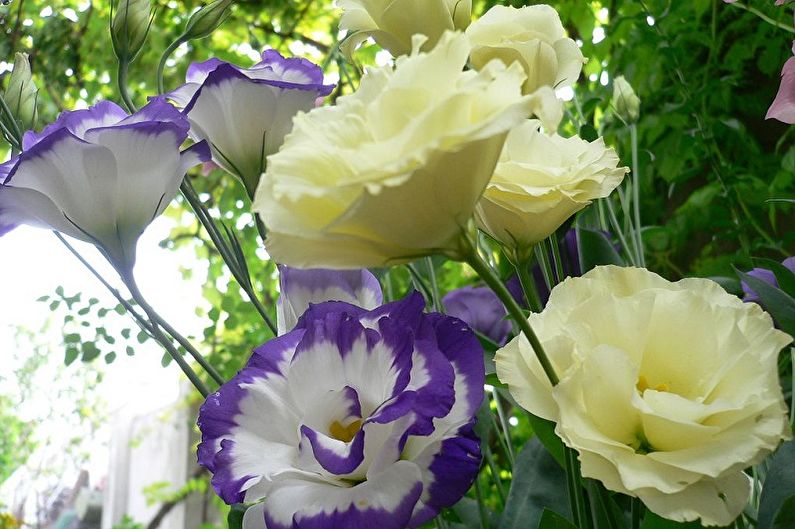 Eustoma (lisianthus) - Foto