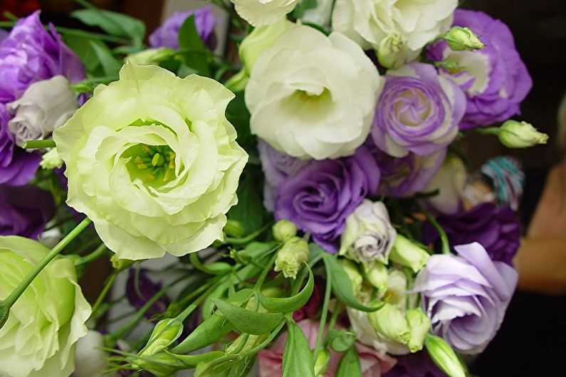 Eustoma (lisianthus) - Foto