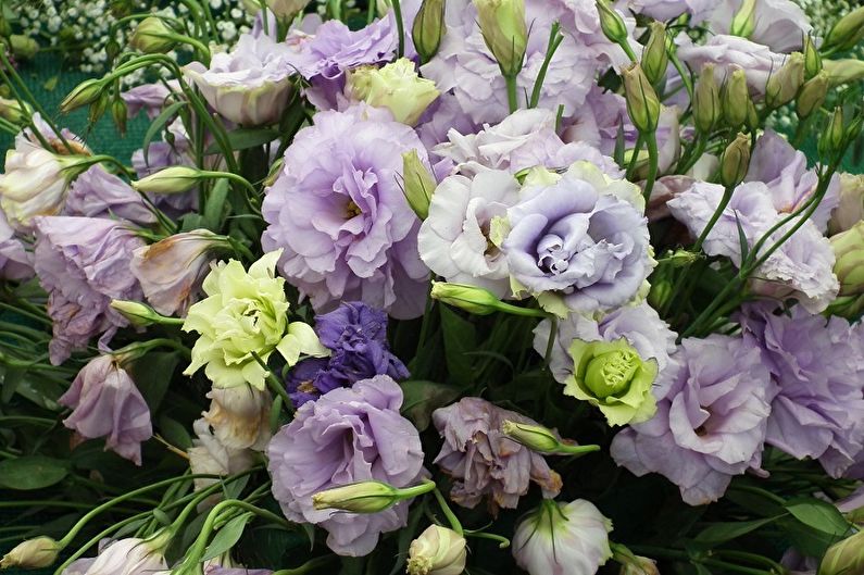 Eustoma (lisianthus) - Allgemeine Eigenschaften