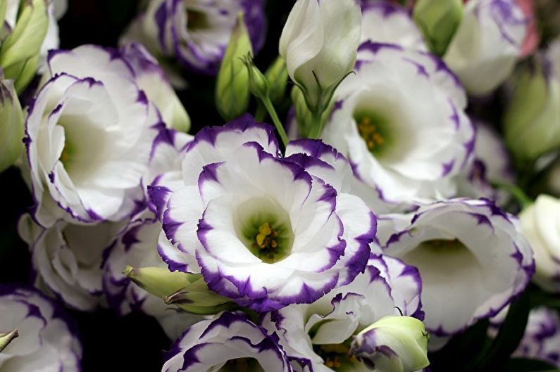 Eustoma (lisianthus) - Foto