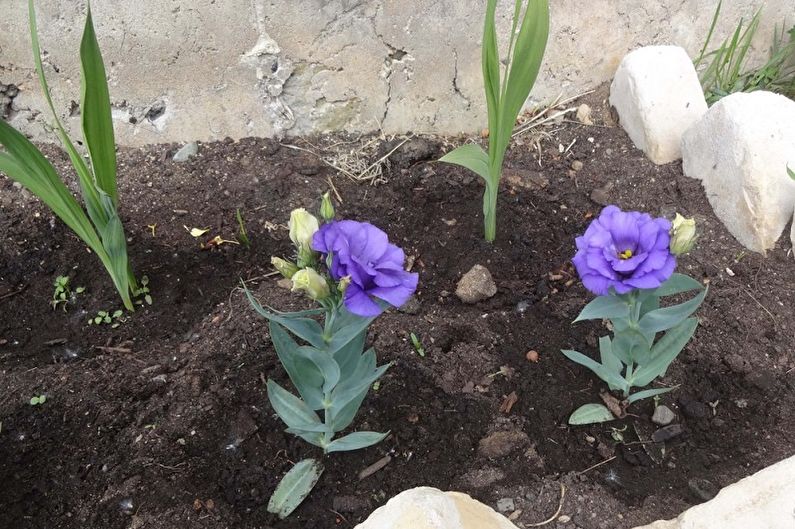 Wie man Eustoma (Lisianthus) anbaut