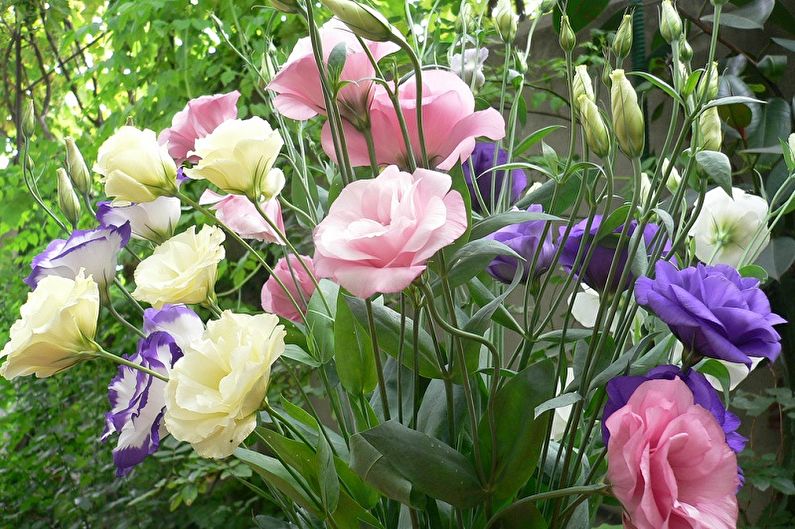 Eustoma (Lisianthus) Pflege - Temperatur