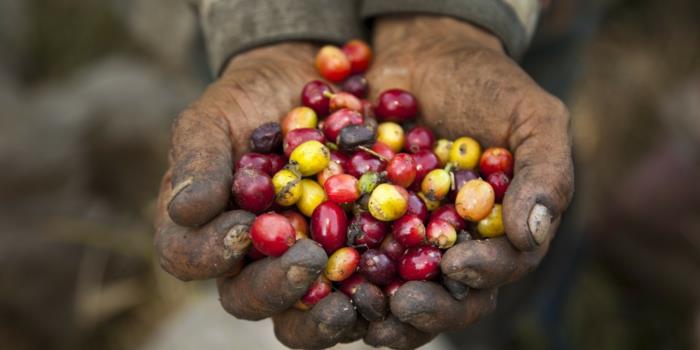 café équitable bio grains mûrs commerce équitable