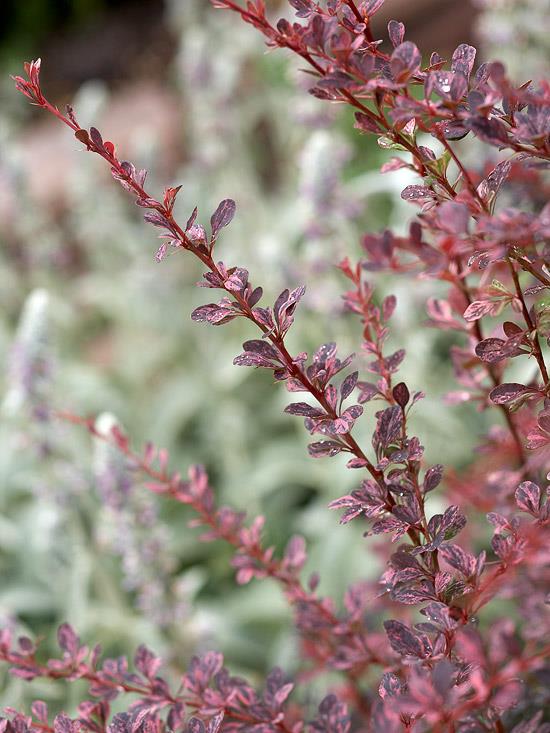 buissons colorés berberis thunbergii