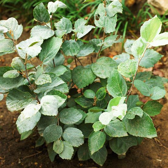 buissons colorés fothergilla major