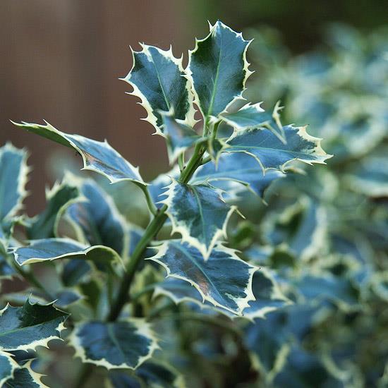 buissons colorés ilex aquifolium