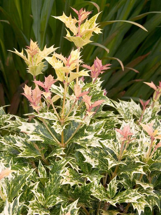 buissons colorés osmanthus heterophyllus