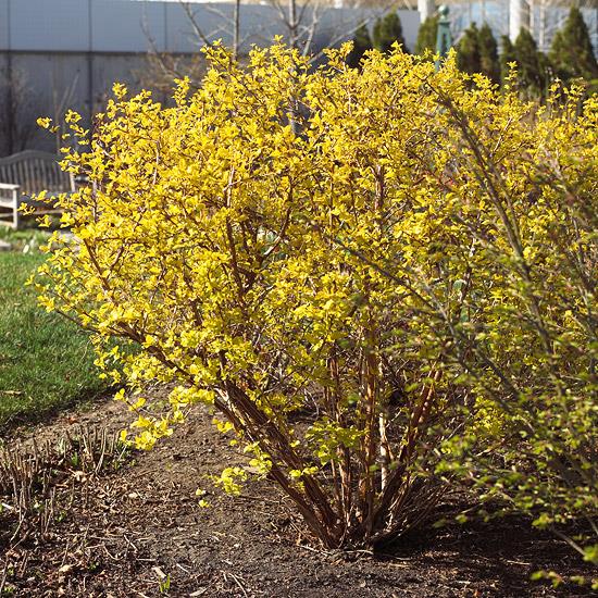 buissons colorés de physocarpus