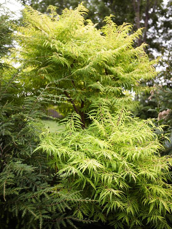 buissons colorés rhus typhina