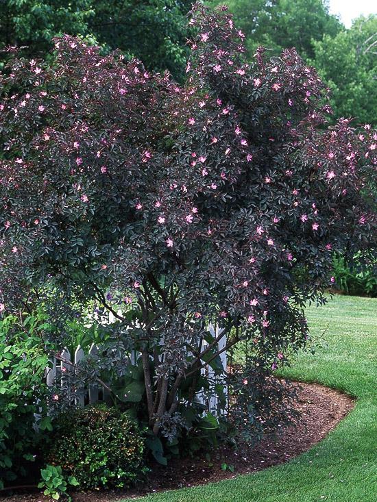 buissons colorés de rosa glauca