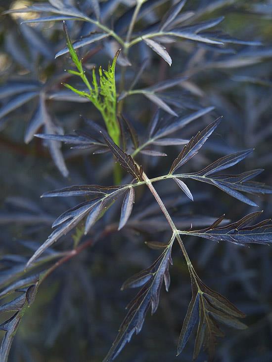 buissons colorés sambucus eva