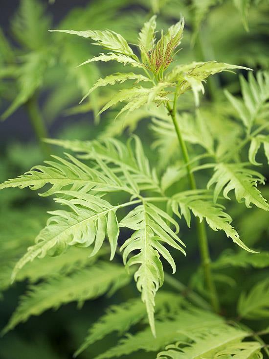 buissons colorés sambucus racemosa