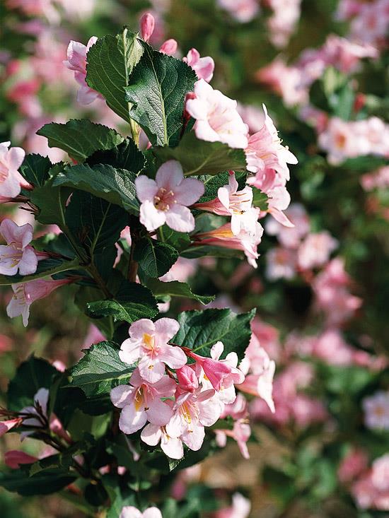 buissons roses weigela colorés