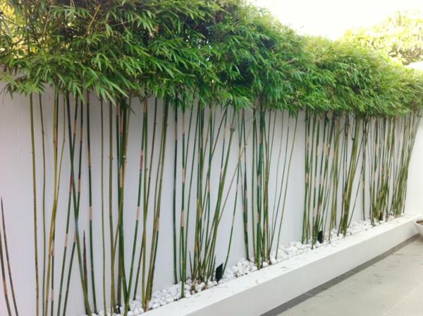 feng shui jardin bambou arbrisseau pierres blanches