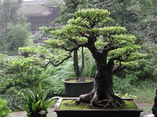 feng shui jardin bonsaï asiatique