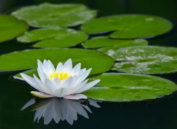 feng shui jardin étang nénuphar