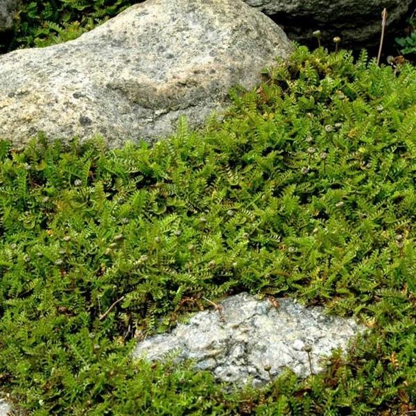 Poduszki upierzenia Cotula dioica zielone fugi chodnikowe