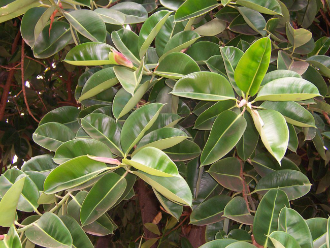 Листата на Ficus elastica - малки и заострени по краищата, лъскави, еластични