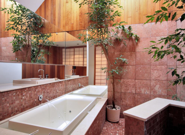 Ficus elastica обича влагата, така че ще се чувства чудесно в баня с прозорец