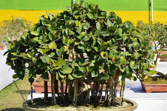في المنزل ، يمكن زراعة Ficus Bengal على شكل بونساي ، بارتفاع 50 سم على الأقل ، مع شجرة قياسية أو متشابكة جذوع العديد من اللبخ مع بعضها البعض.