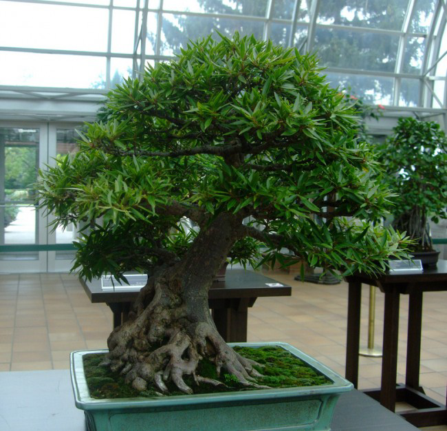 Ficus banyan هو شكل خاص من أشكال نمو اللبخ ، عندما يثخن الجذع وينتشر إلى أسفل. هذه هي الطريقة التي تنمو بها أشجار اللبخ في البرية.