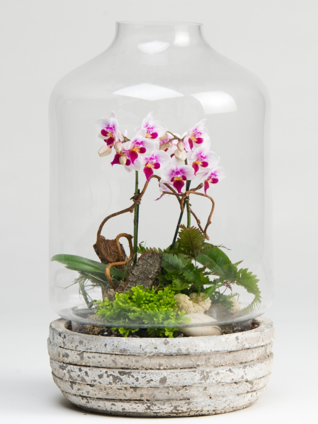 Kombinované florarium ve formě skleněné kopule s dřevěnou základnou dna
