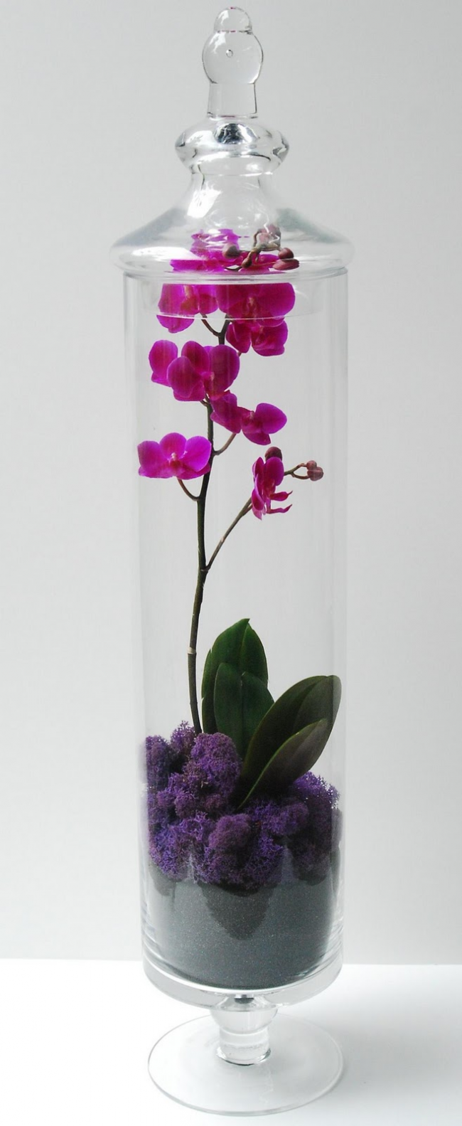 Florarium s orchidejí s odnímatelným krytem, ​​které rostlině vytvoří nejpohodlnější podmínky