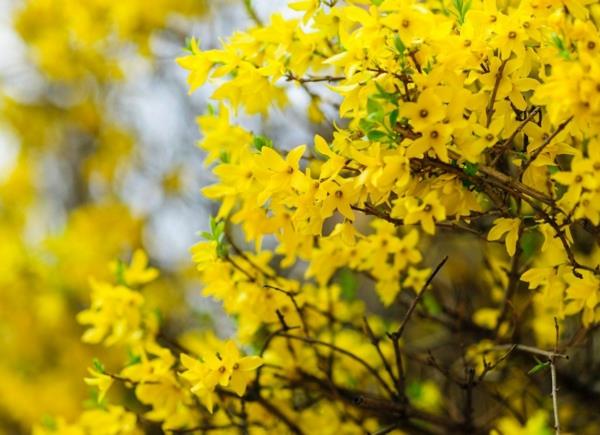 forsythia arbustes à croissance rapide jaune