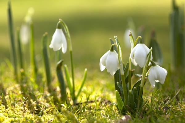 printemps joie bonne humeur fleurs perce-neige