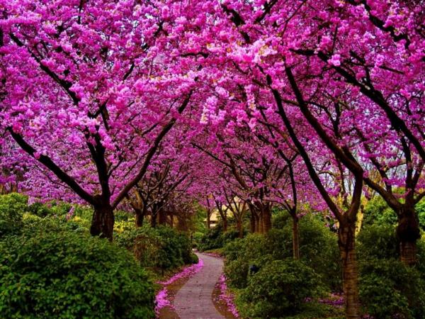 printemps fraîcheur couleur fleurs marche